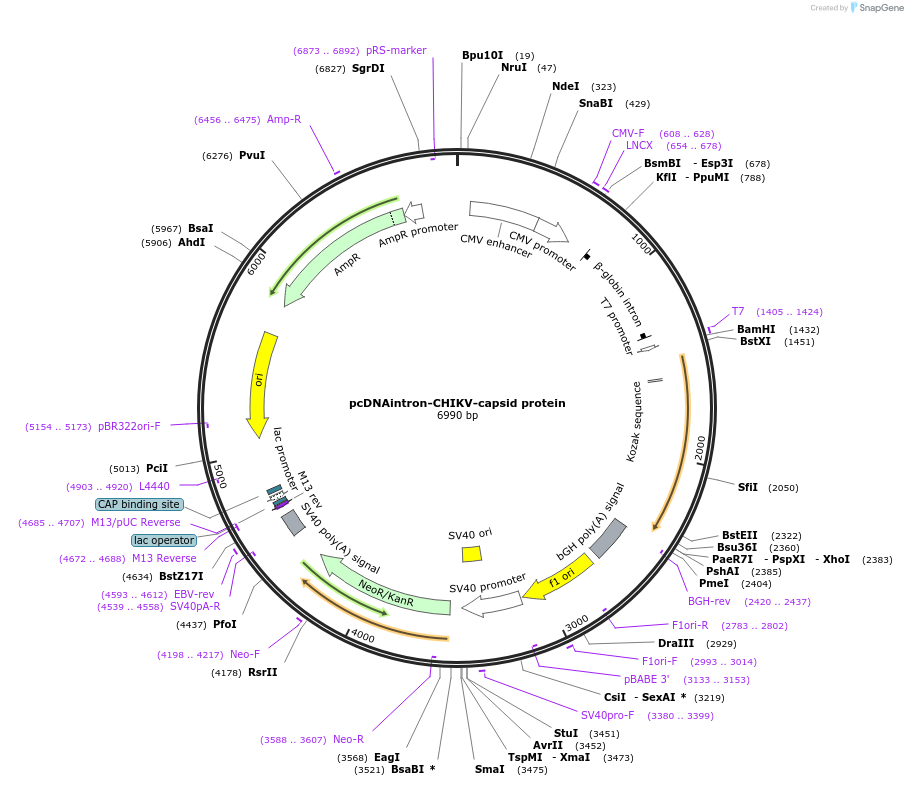 215701-plasmid-map-sequence-id-426571