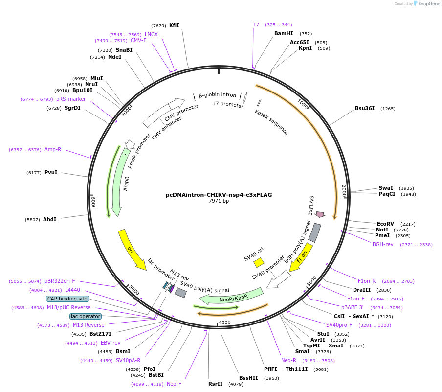 215697-plasmid-map-sequence-id-426572