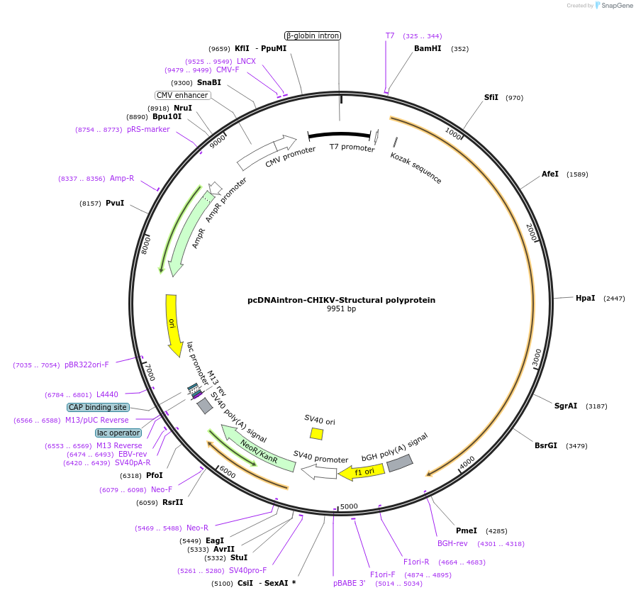 215698-plasmid-map-sequence-id-426574