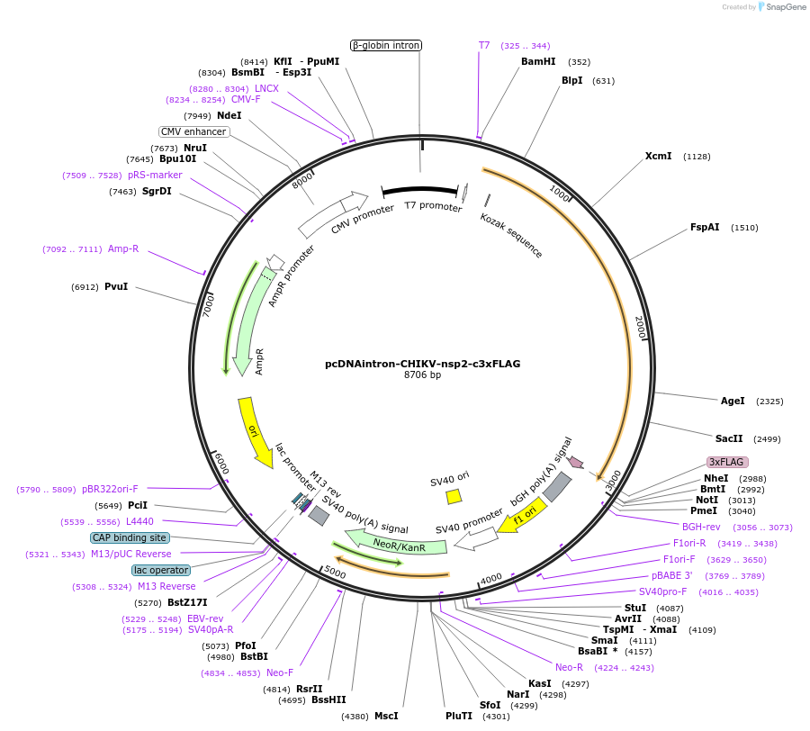 215695-plasmid-map-sequence-id-426578