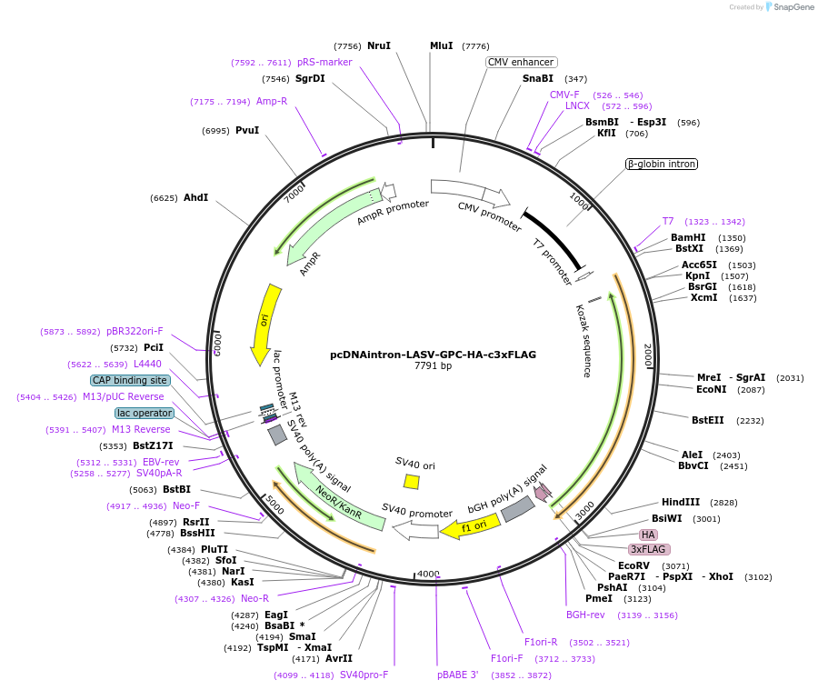 215691-plasmid-map-sequence-id-426582