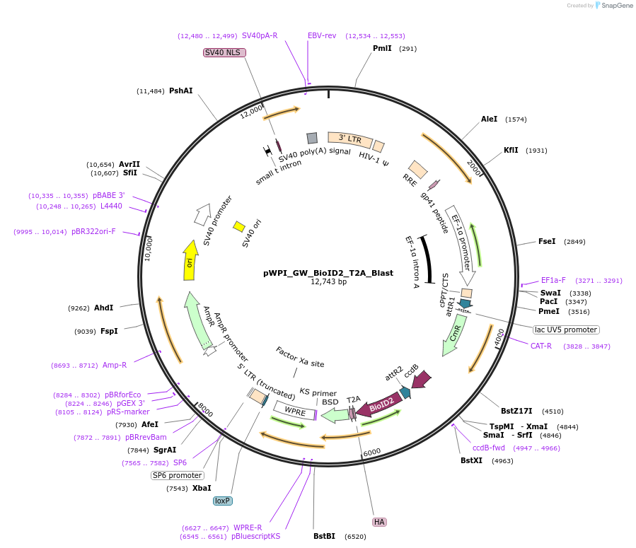 214831-plasmid-map-sequence-id-426583