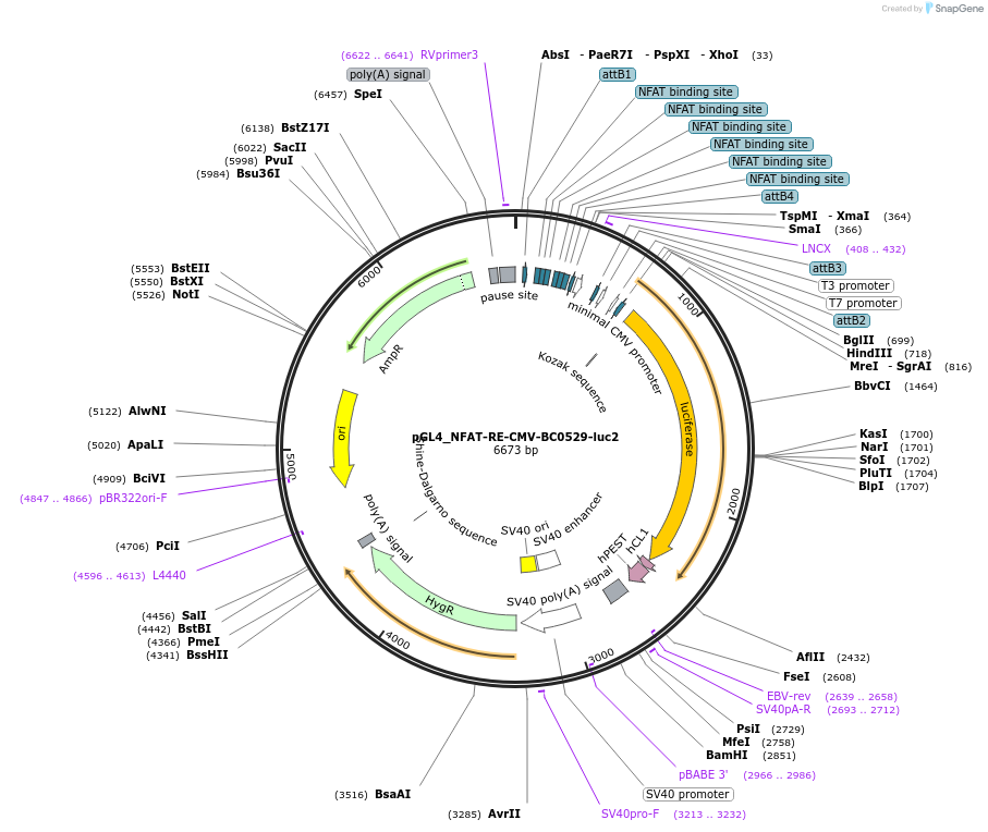 214659-plasmid-map-sequence-id-426592