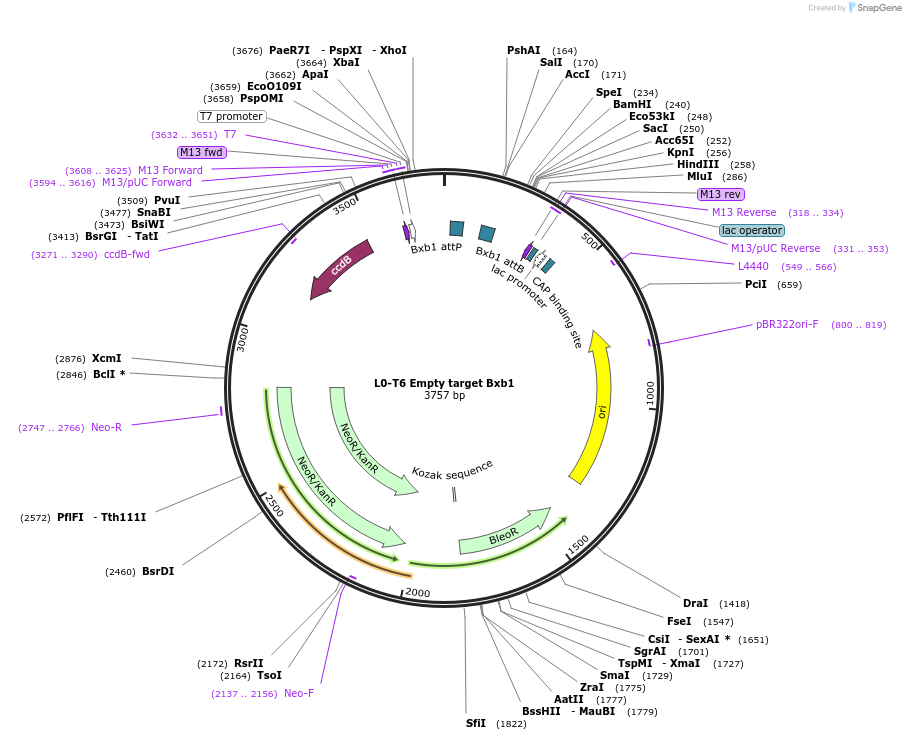 195889-plasmid-map-sequence-id-426688