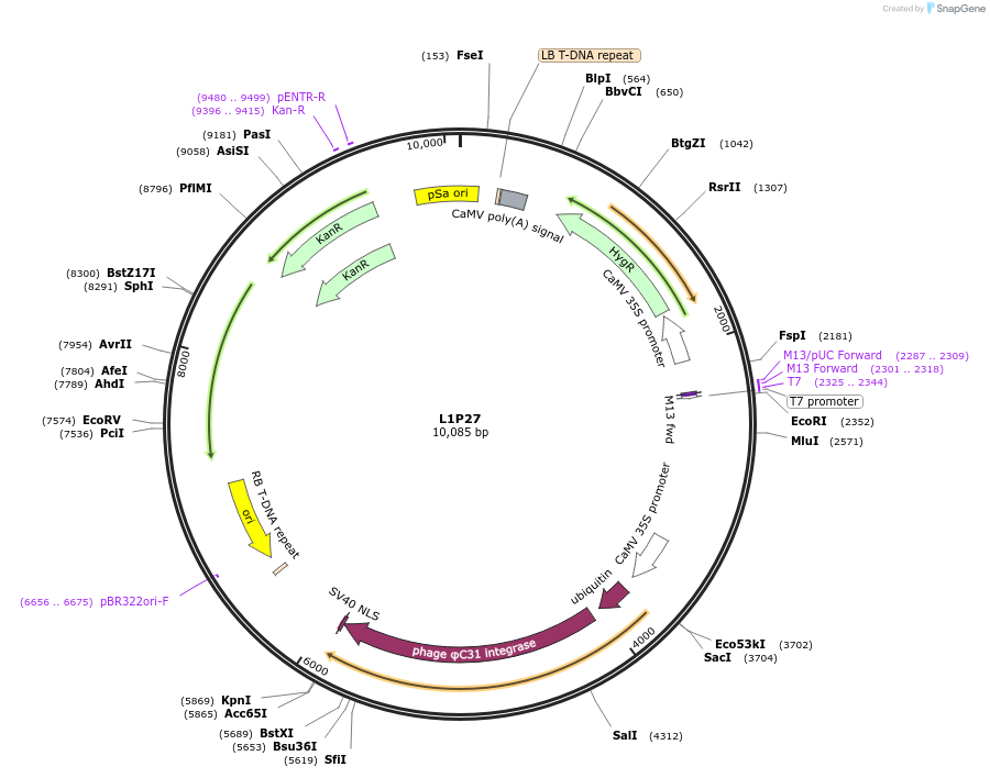 195929-plasmid-map-sequence-id-426695