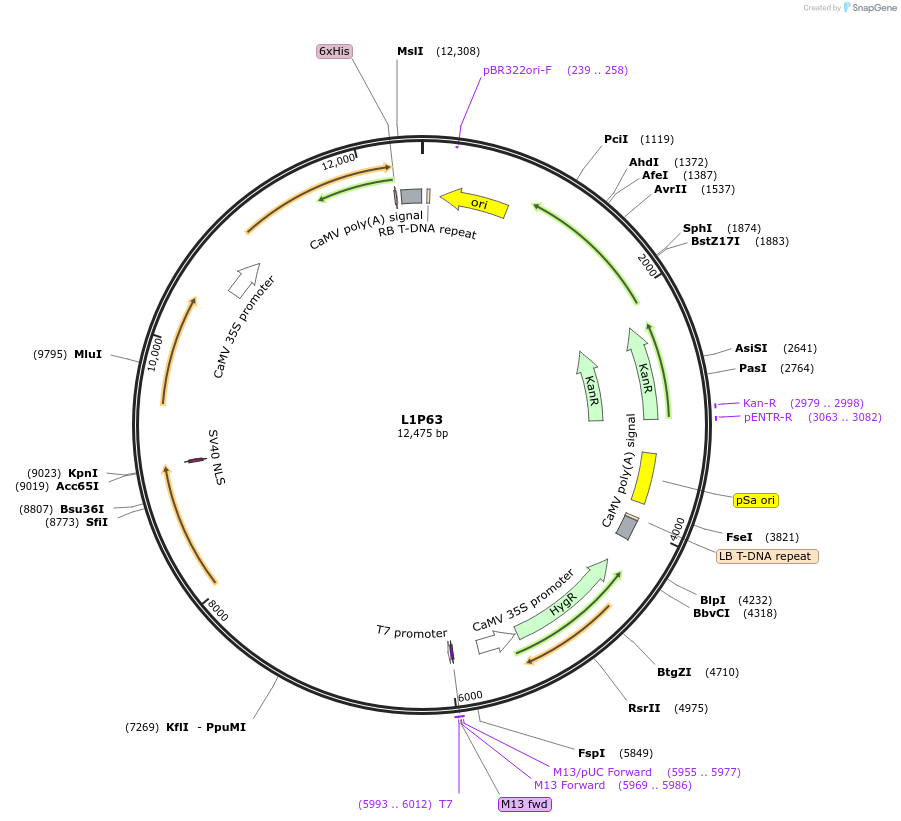 195938-plasmid-map-sequence-id-426699