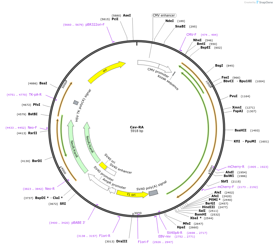 209881-plasmid-map-sequence-id-426704