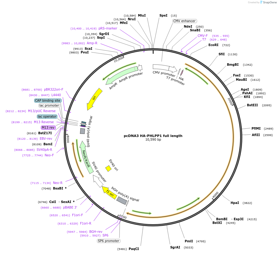 37100-plasmid-map-sequence-id-426722
