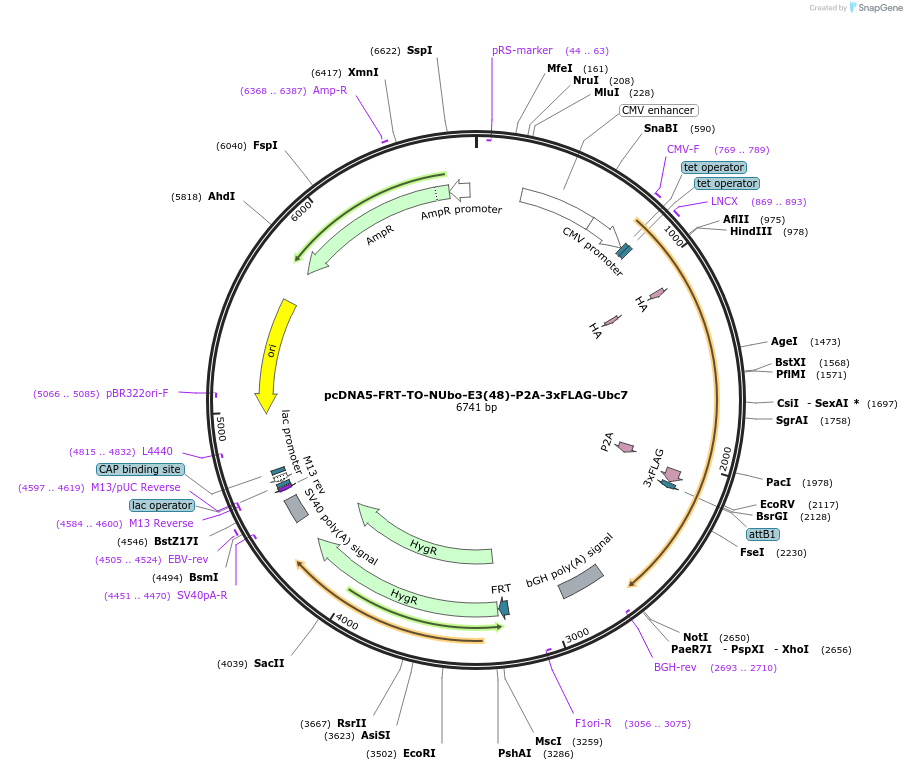 212804-plasmid-map-sequence-id-426724