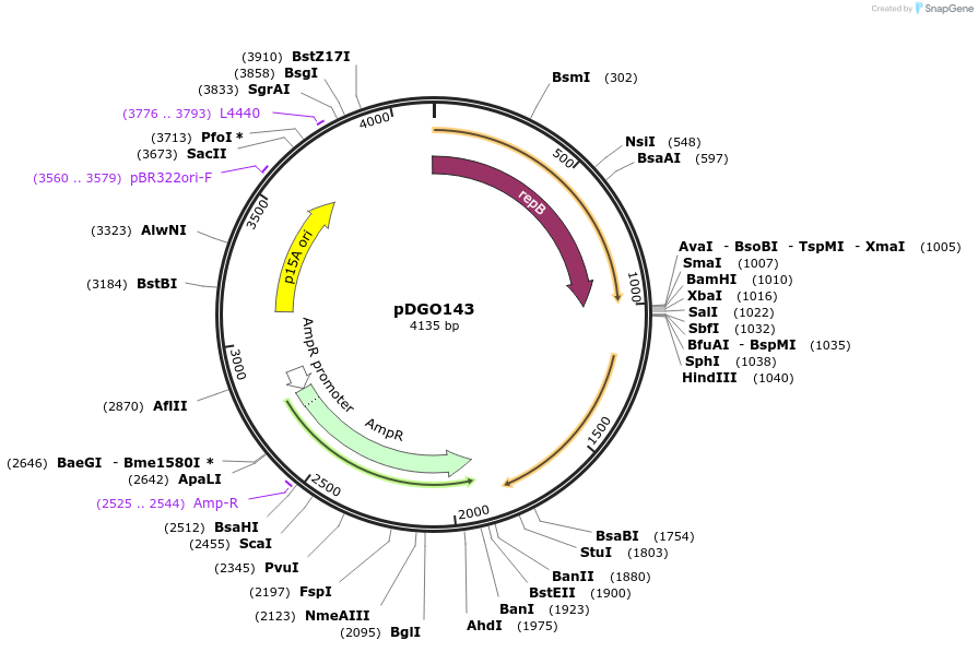 212042-plasmid-map-sequence-id-426746