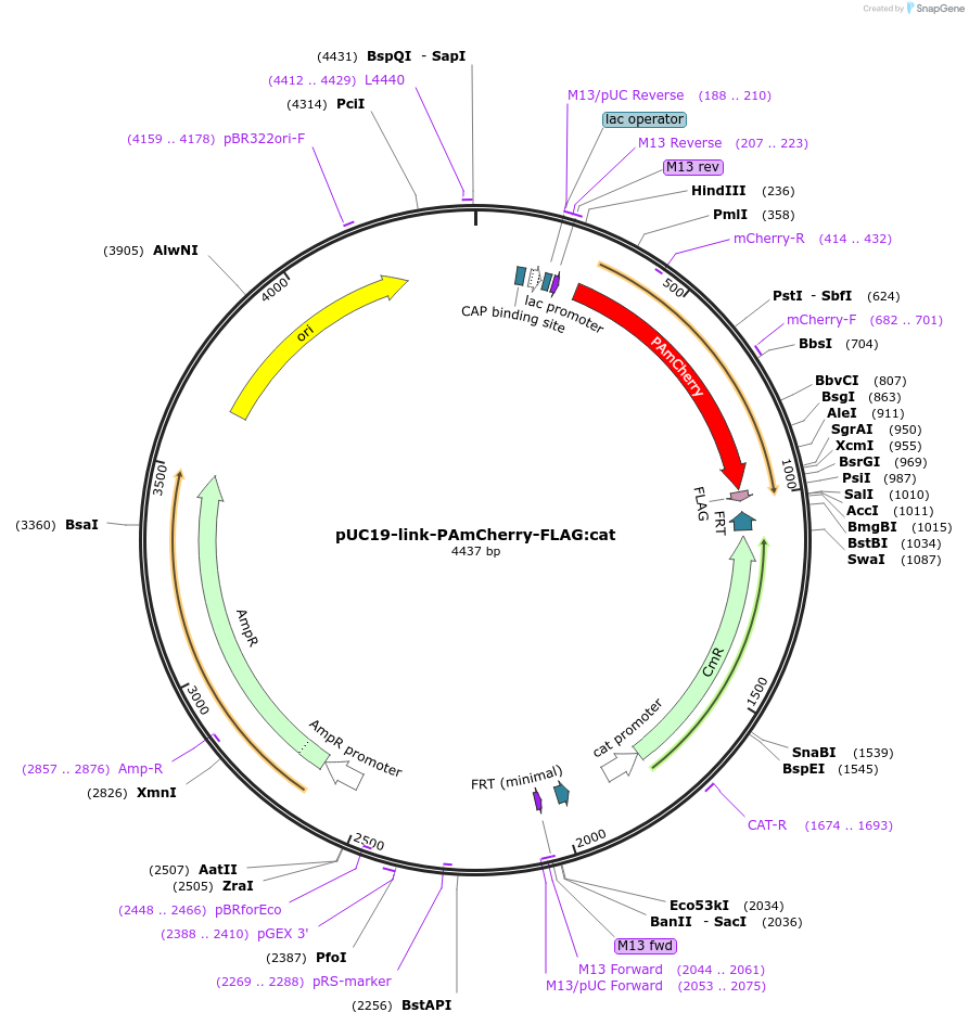 211832-plasmid-map-sequence-id-426747