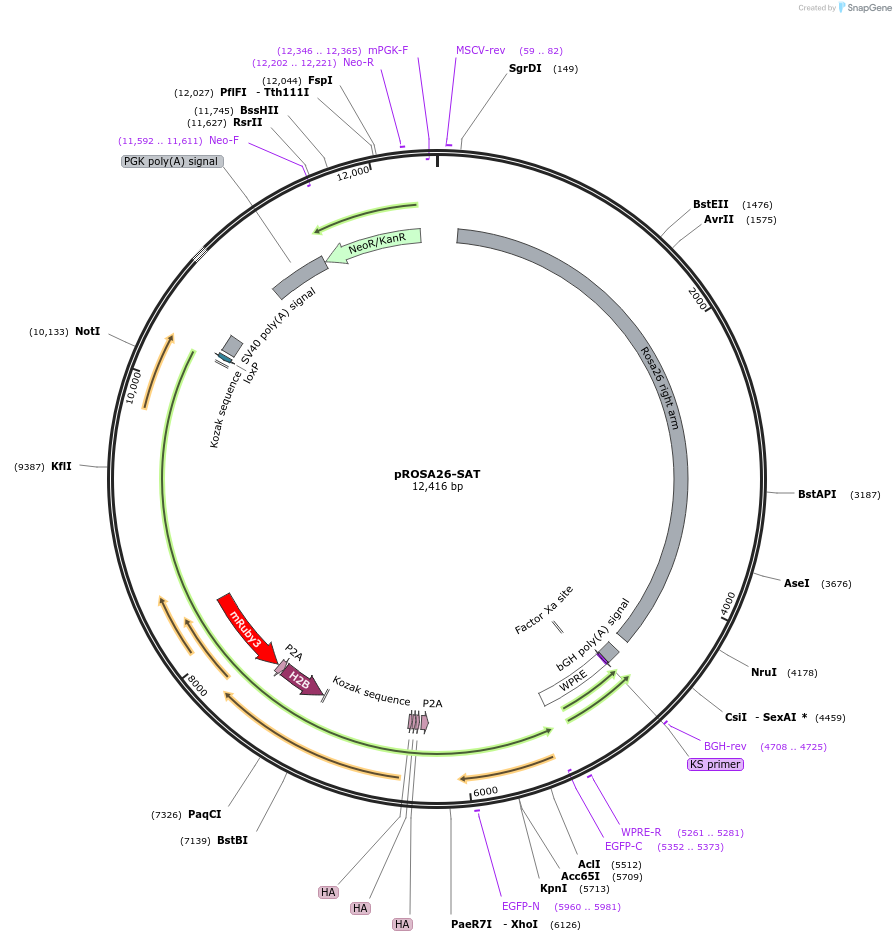 208339-plasmid-map-sequence-id-426758
