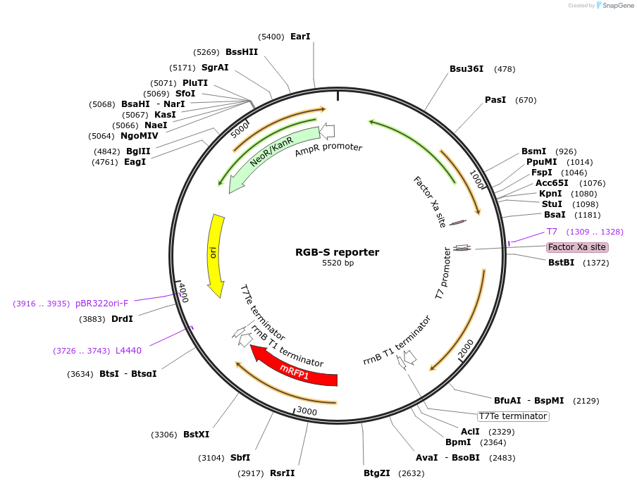 207841-plasmid-map-sequence-id-426759