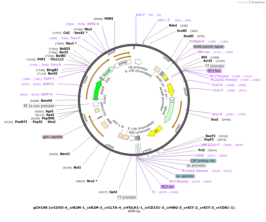 217345-plasmid-map-sequence-id-426760