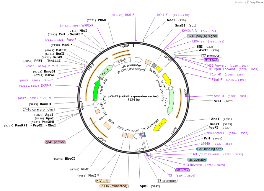 217337-plasmid-map-sequence-id-426763