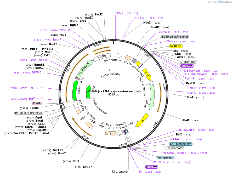 217338-plasmid-map-sequence-id-426766