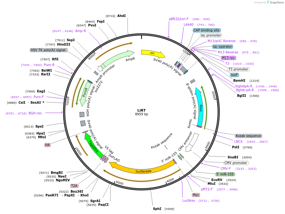 214075-plasmid-map-sequence-id-426771