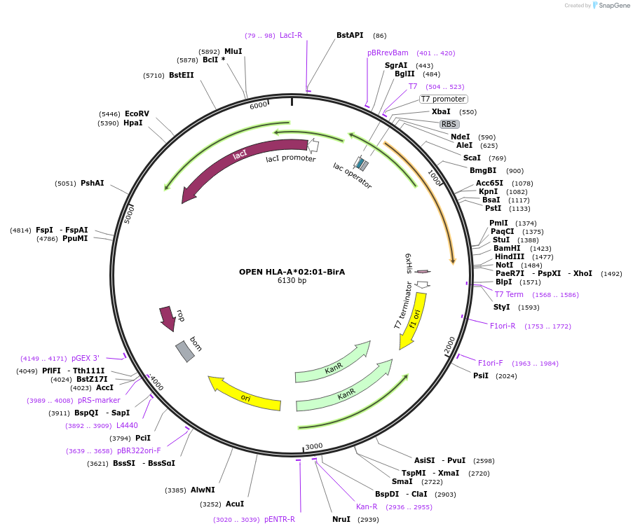 215569-plasmid-map-sequence-id-426782