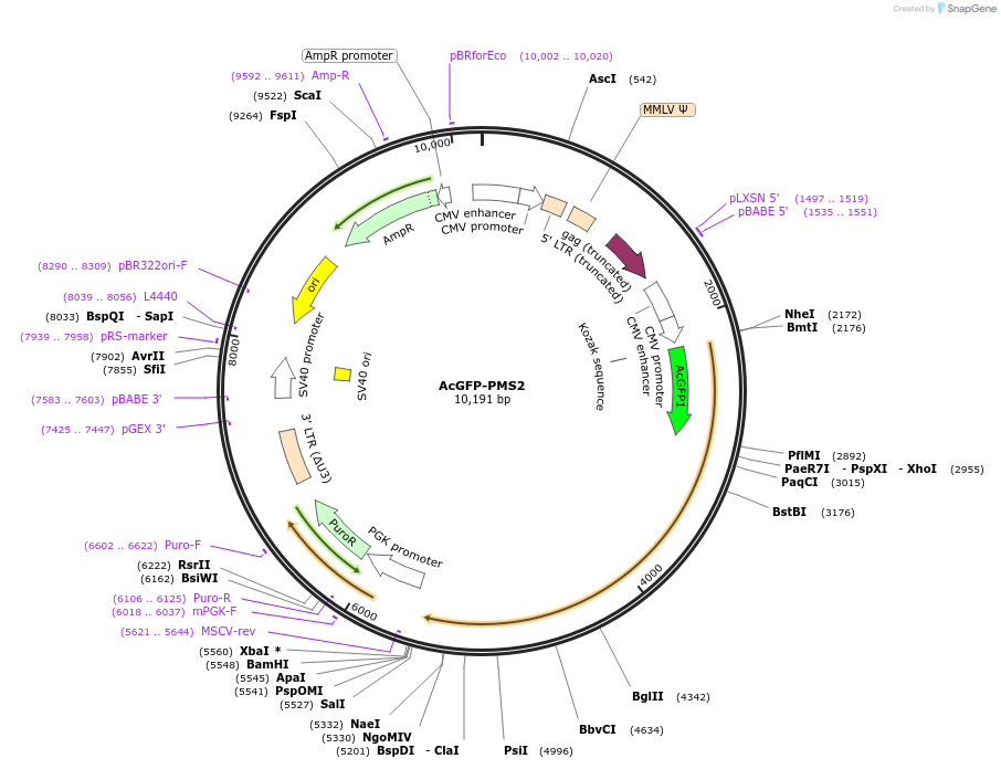 215124-plasmid-map-sequence-id-426792