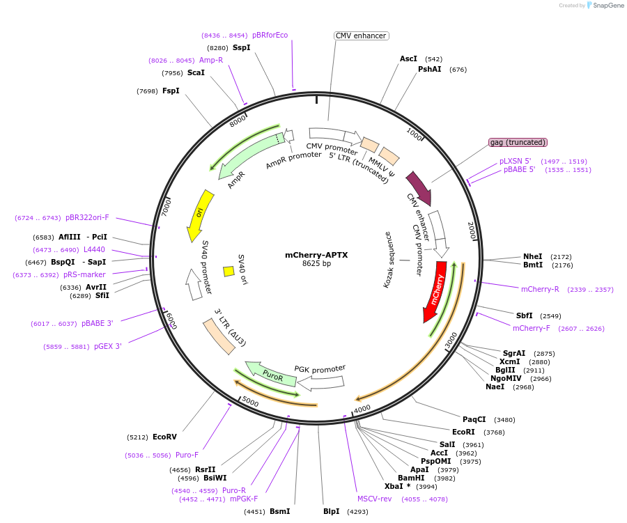 215128-plasmid-map-sequence-id-426796