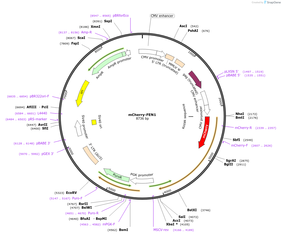 215129-plasmid-map-sequence-id-426797