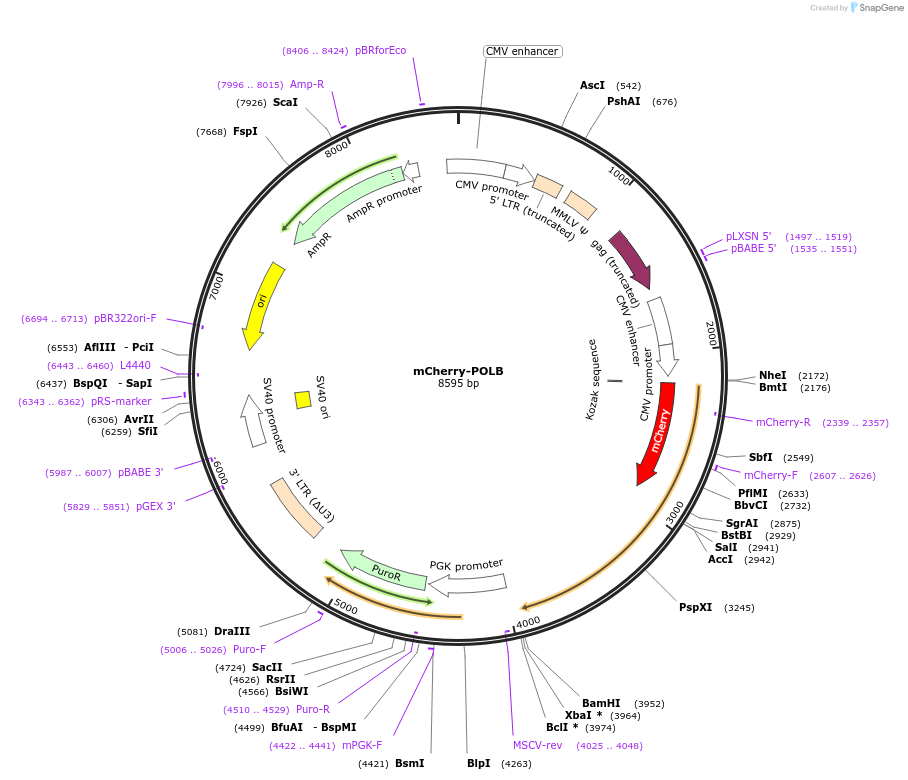 215138-plasmid-map-sequence-id-426803