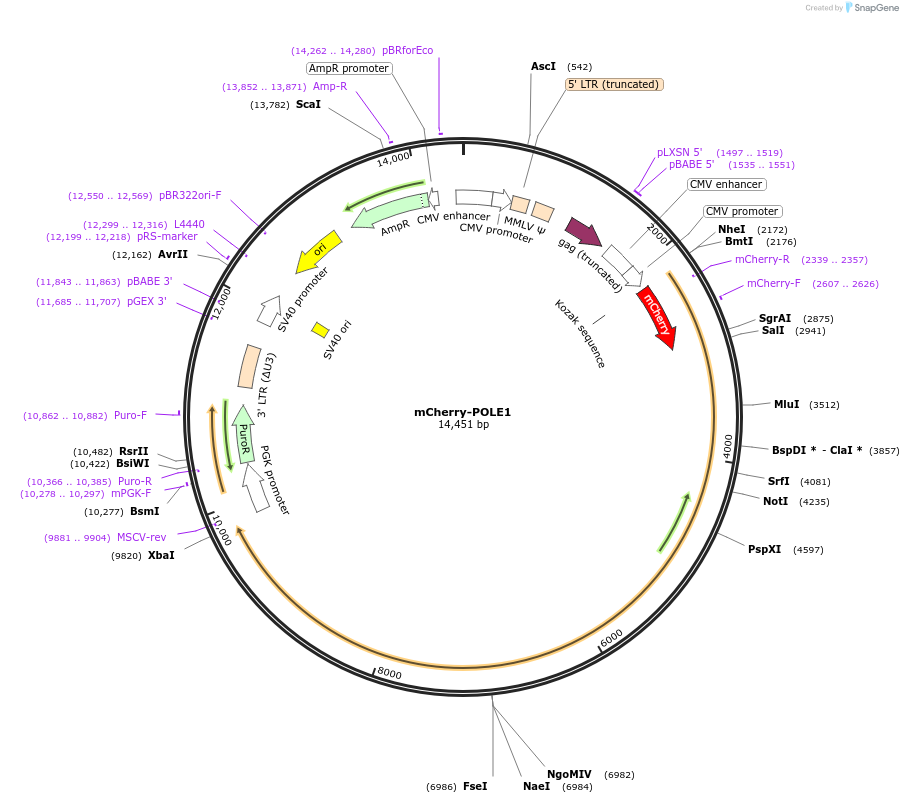 215140-plasmid-map-sequence-id-426804