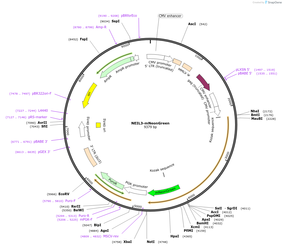 215144-plasmid-map-sequence-id-426806