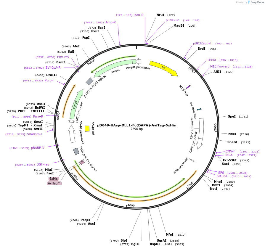 156904-plasmid-map-sequence-id-426811