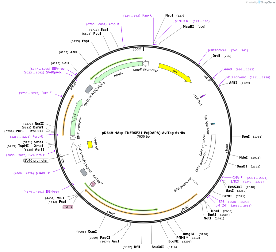 156748-plasmid-map-sequence-id-426813