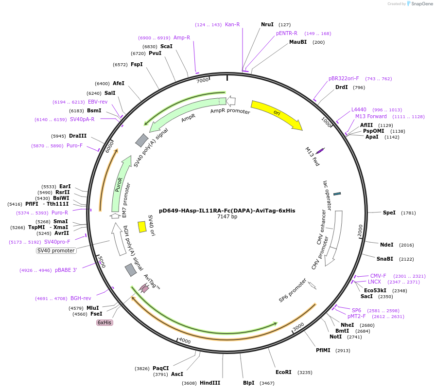 156788-plasmid-map-sequence-id-426815