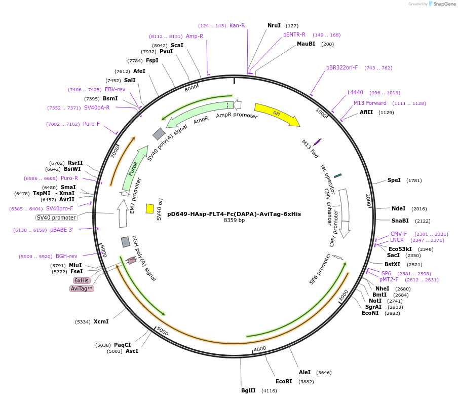 156971-plasmid-map-sequence-id-426822
