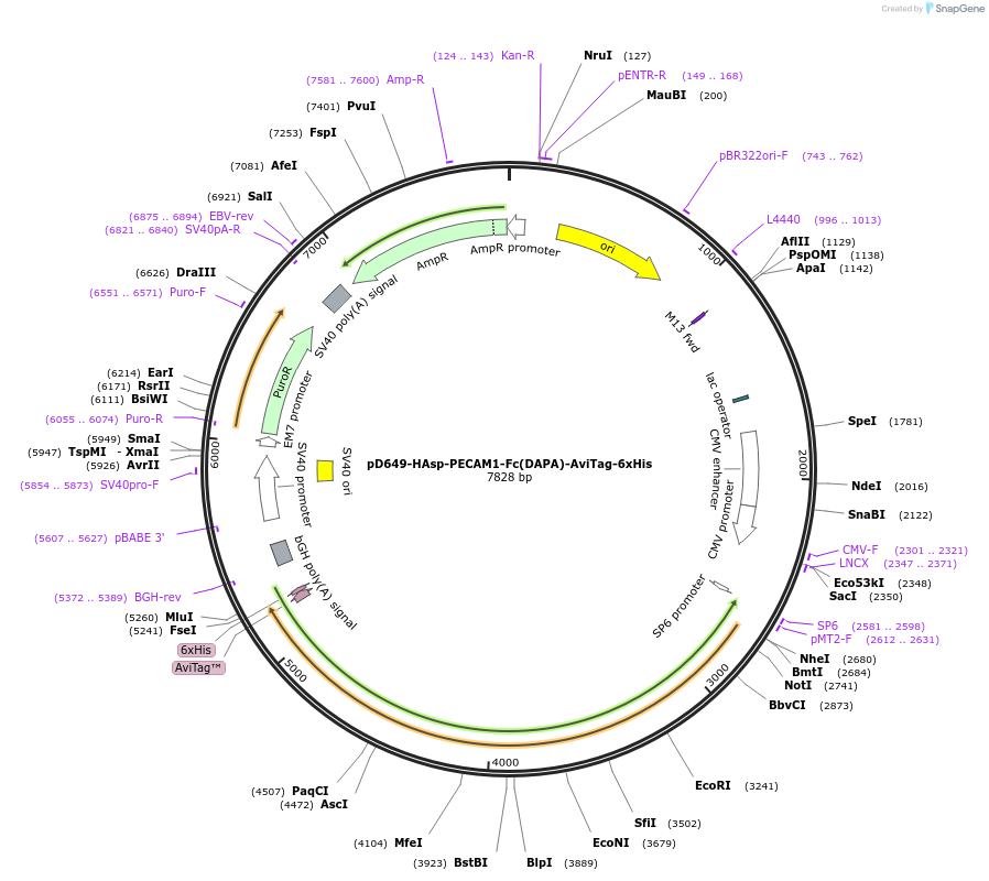 156917-plasmid-map-sequence-id-426825