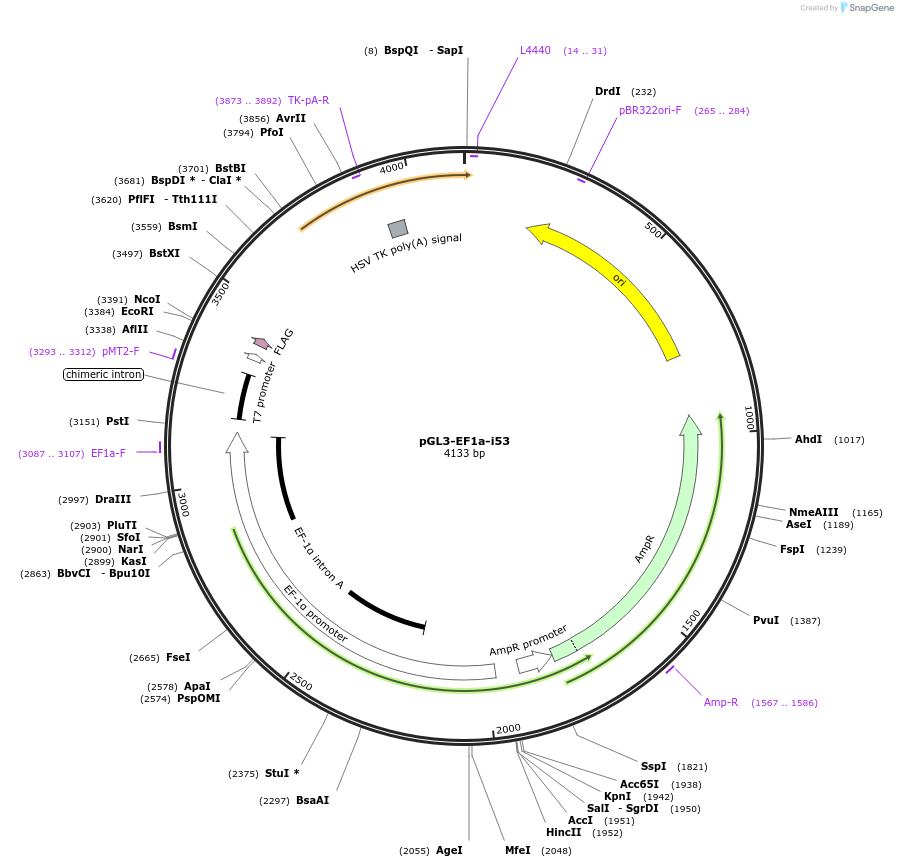 216243-plasmid-map-sequence-id-426852