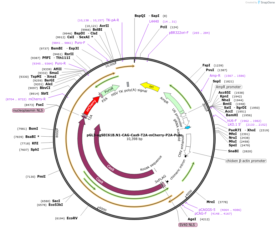 216251-plasmid-map-sequence-id-426855