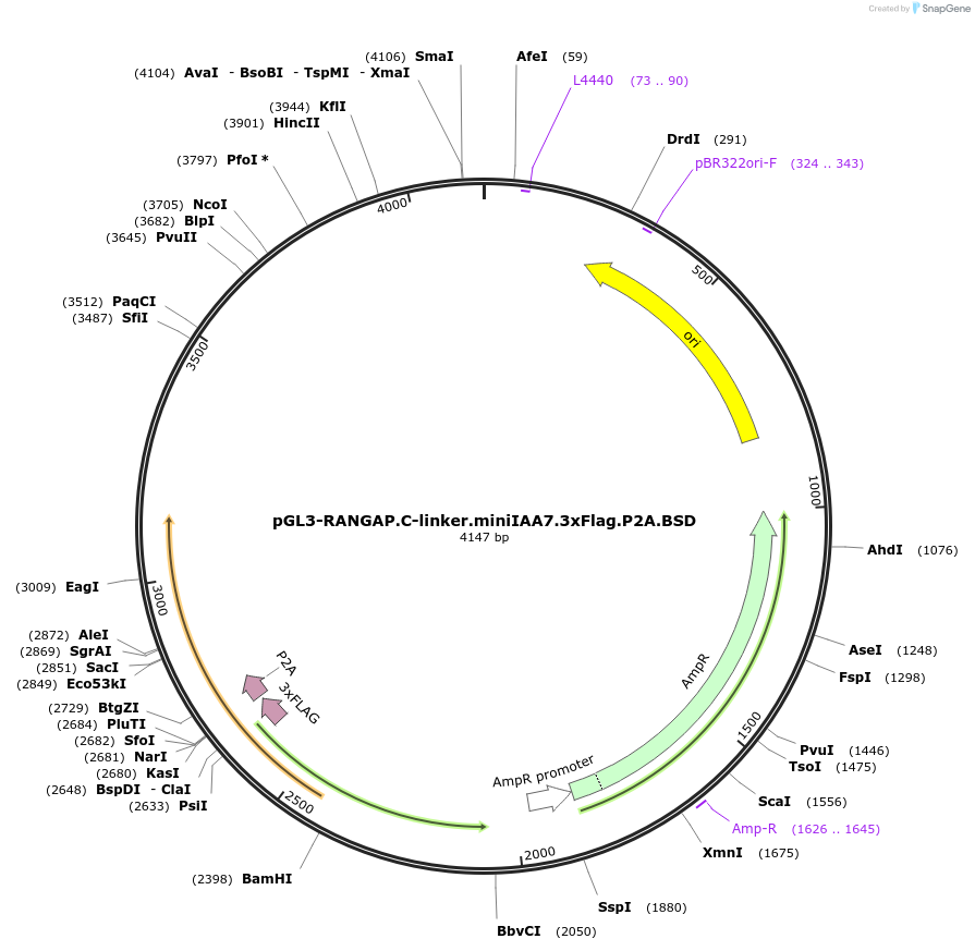 216248-plasmid-map-sequence-id-426857