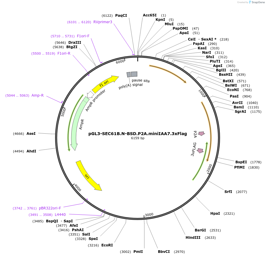 216250-plasmid-map-sequence-id-426858