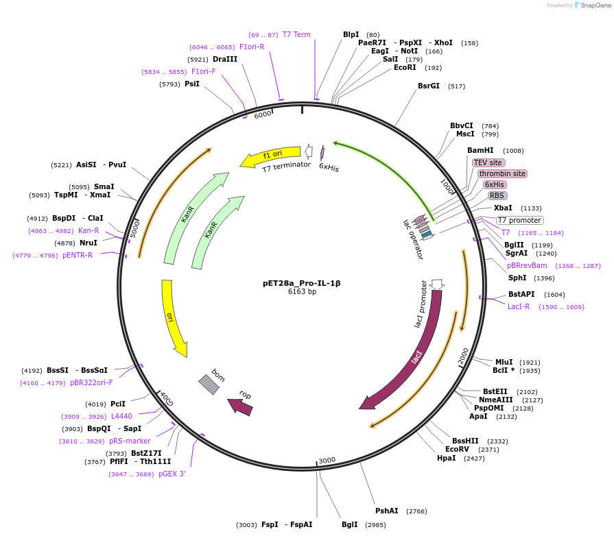 214340-plasmid-map-sequence-id-426859