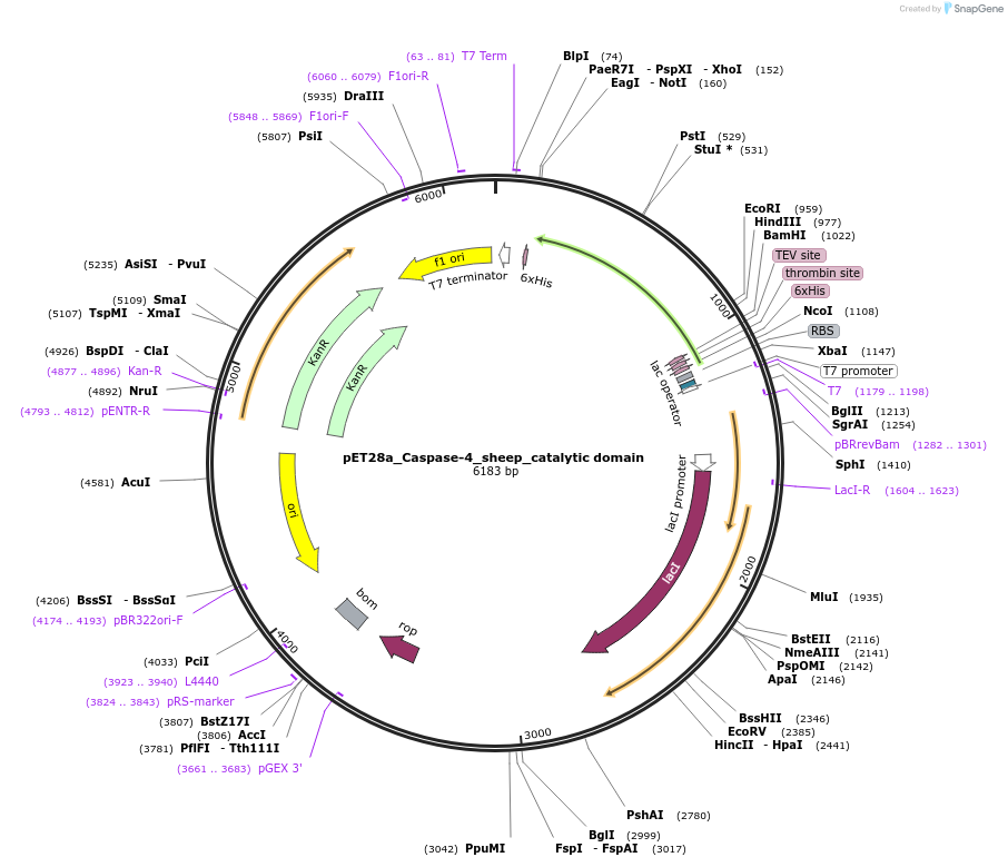 214331-plasmid-map-sequence-id-426860
