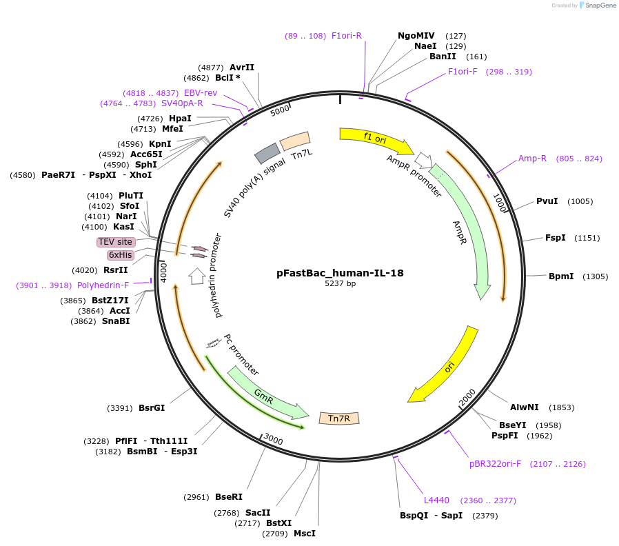 214338-plasmid-map-sequence-id-426861