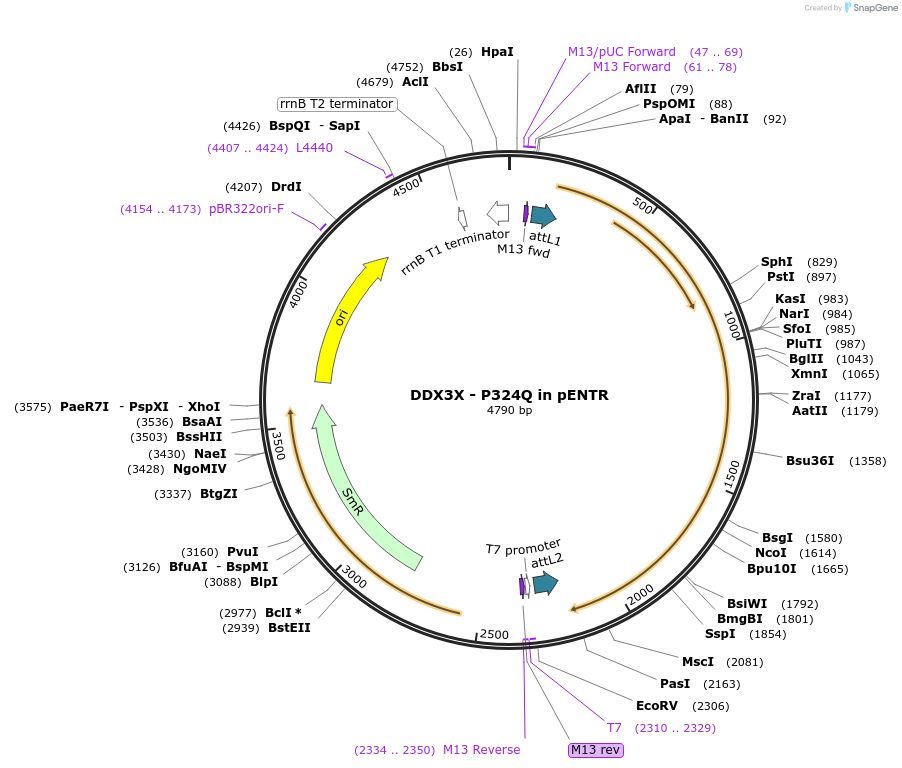 216579-plasmid-map-sequence-id-426870
