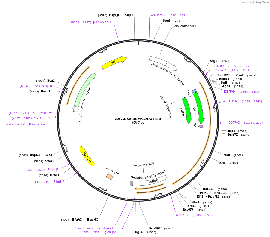 140424-plasmid-map-sequence-id-426883