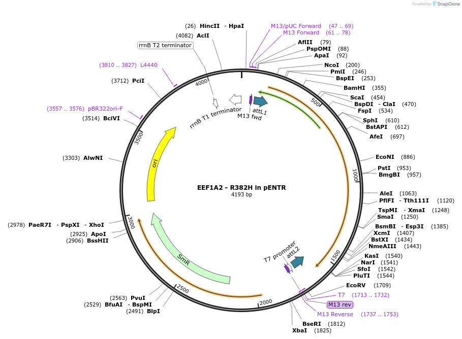 216590-plasmid-map-sequence-id-426889