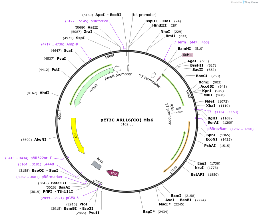 216485-plasmid-map-sequence-id-426900