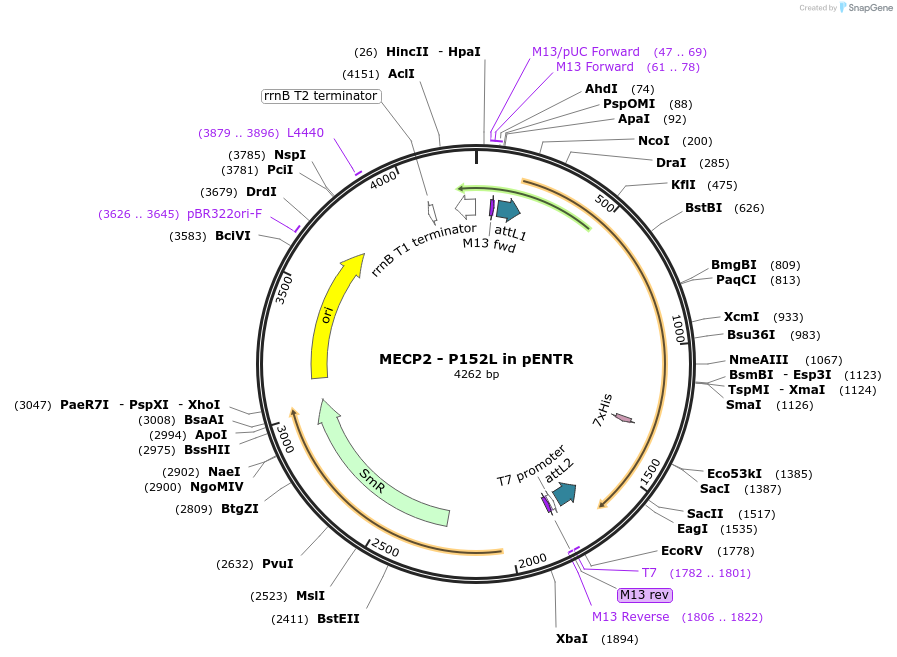 216596-plasmid-map-sequence-id-426904