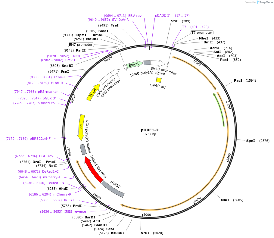 206024-plasmid-map-sequence-id-426907