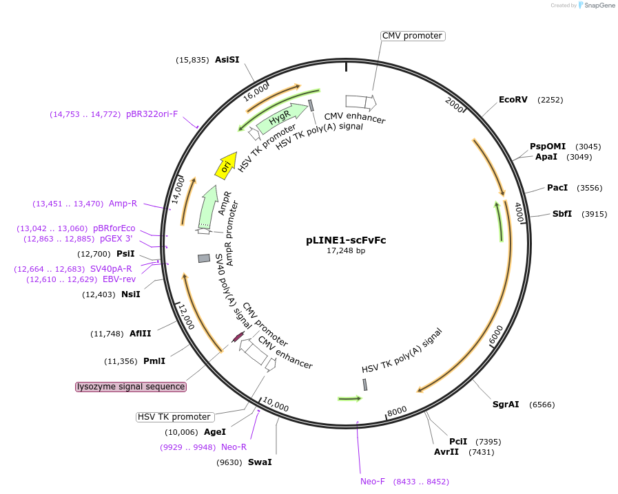 206020-plasmid-map-sequence-id-426911