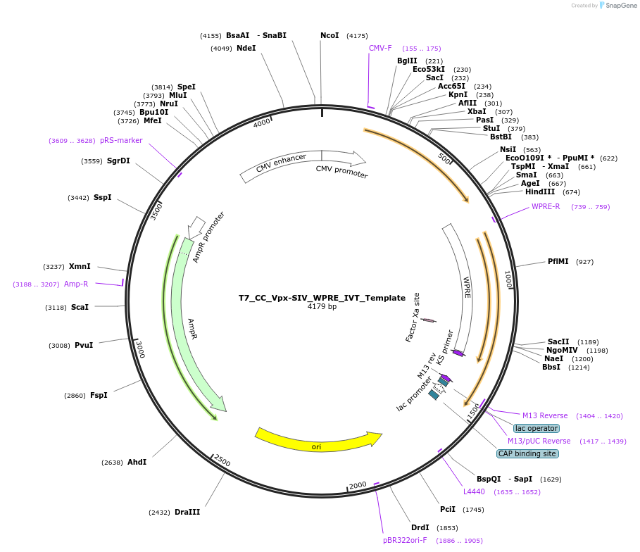216792-plasmid-map-sequence-id-426914