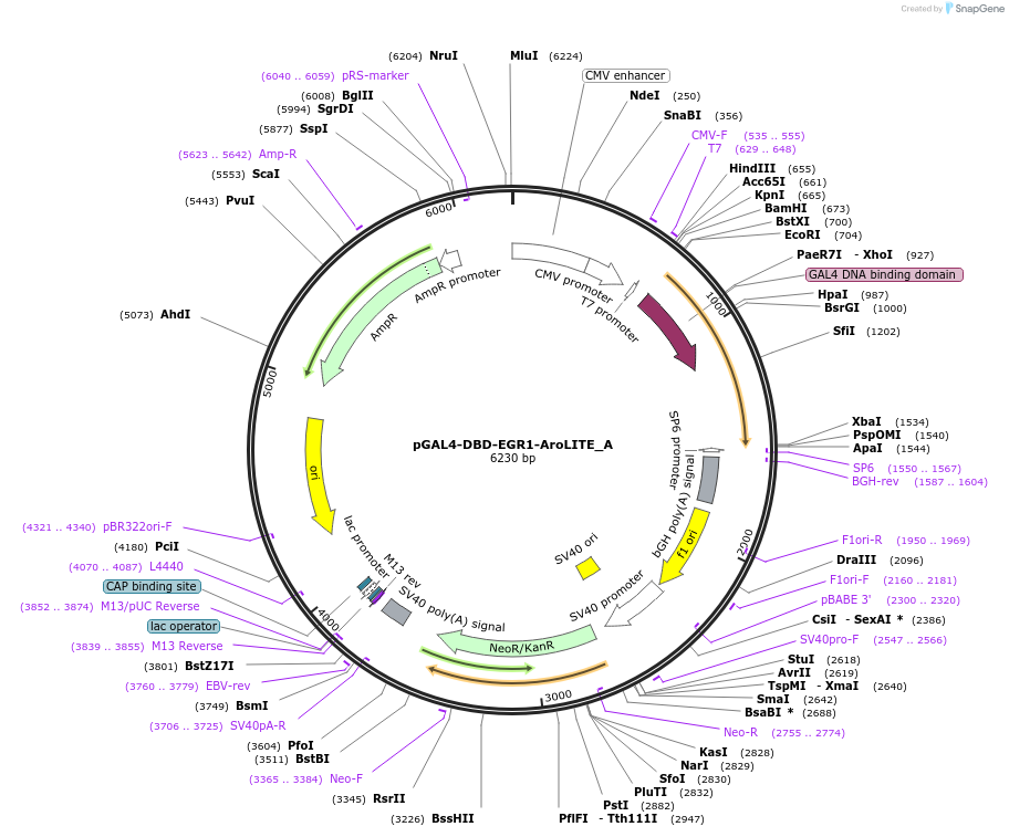 215593-plasmid-map-sequence-id-426916