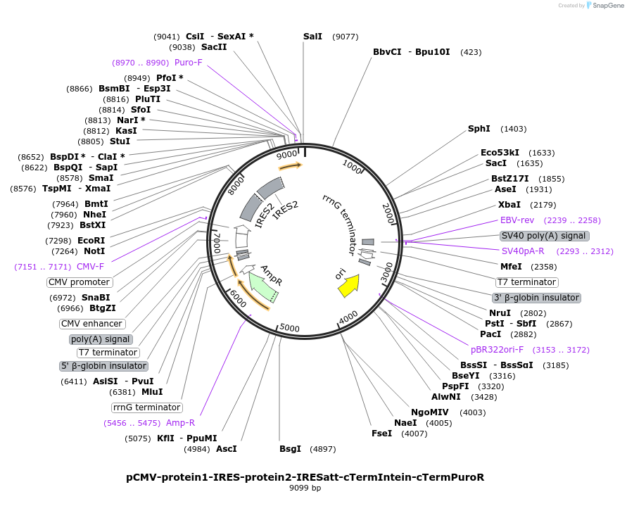 208379-plasmid-map-sequence-id-426922